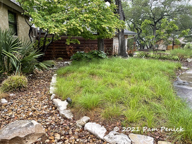 My grasses, sedges, and bamboos: Alive, dead or in-between? Evaluating plants 2 months after Texas freeze