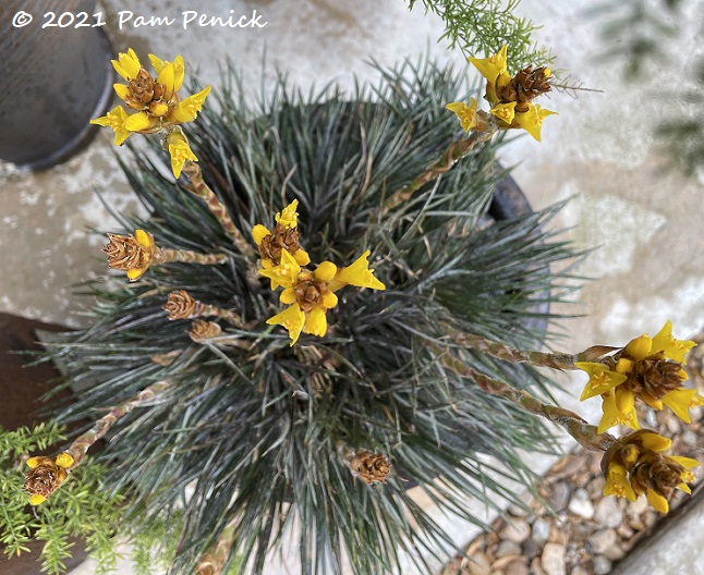 Spring sights in the garden