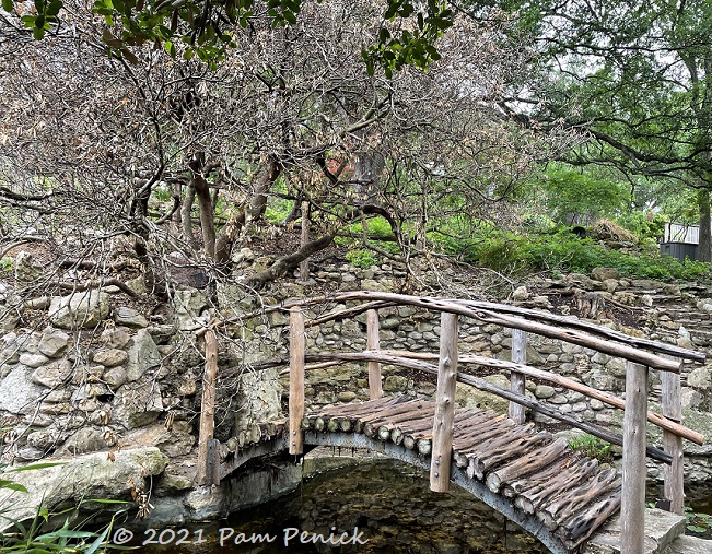 Pittosporums and palms zapped by February freeze at Zilker Botanical Garden