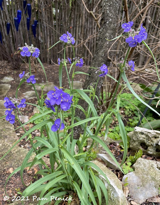 Plant This for purple power: Spiderwort