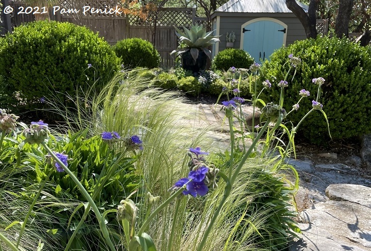 My shrubs and woody perennials: Alive, dead or in-between? Evaluating plants 2 months after Texas freeze