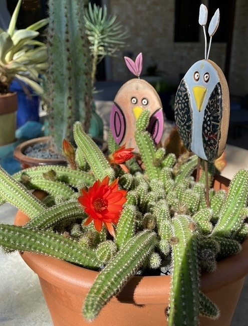 Hello, flowering cacti and vines; goodbye, pipe-planted sotol