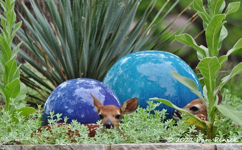 Twin fawns hiding in the garden