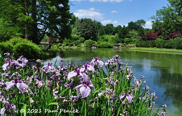 This image has an empty alt attribute; its file name is 11_Pond_irises.jpg