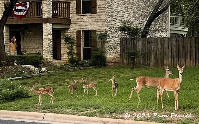 Wild things living in my garden