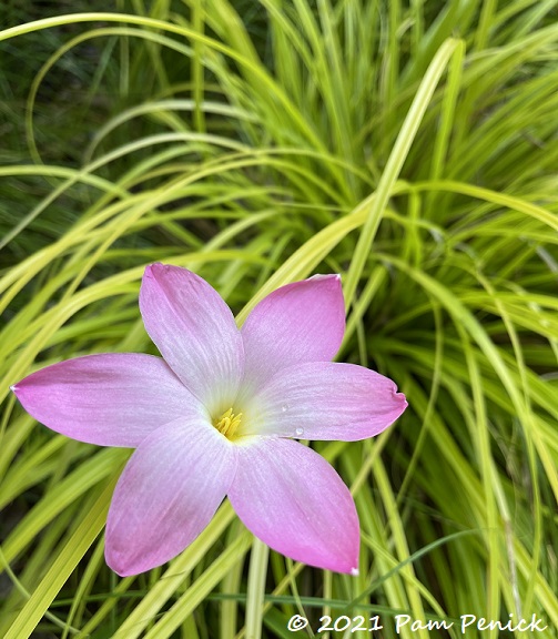 Pretty in pink