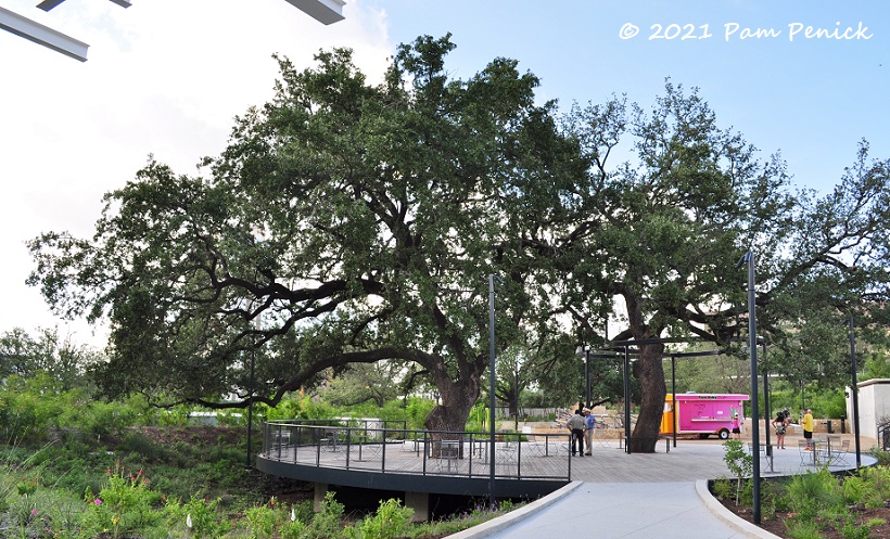 Exploring reimagined Waterloo Park in downtown Austin