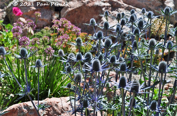 Betty Ford Alpine Gardens grows high in the Rockies