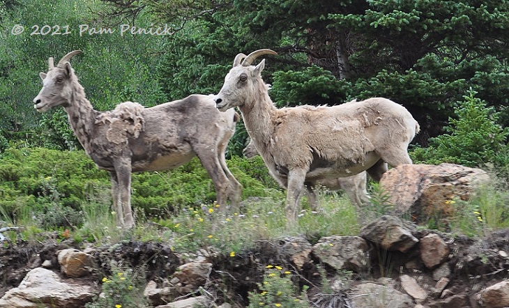 Wild bighorn sheep and wildflowers in the Rocky Mountains
