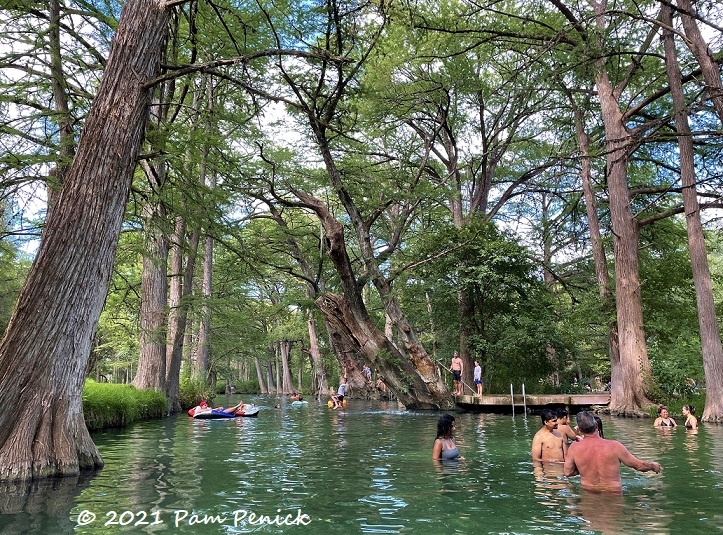 Cooling off at Wimberley's Blue Hole