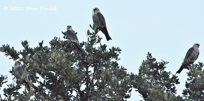 Migrating kites roosting in the garden on their way to South America