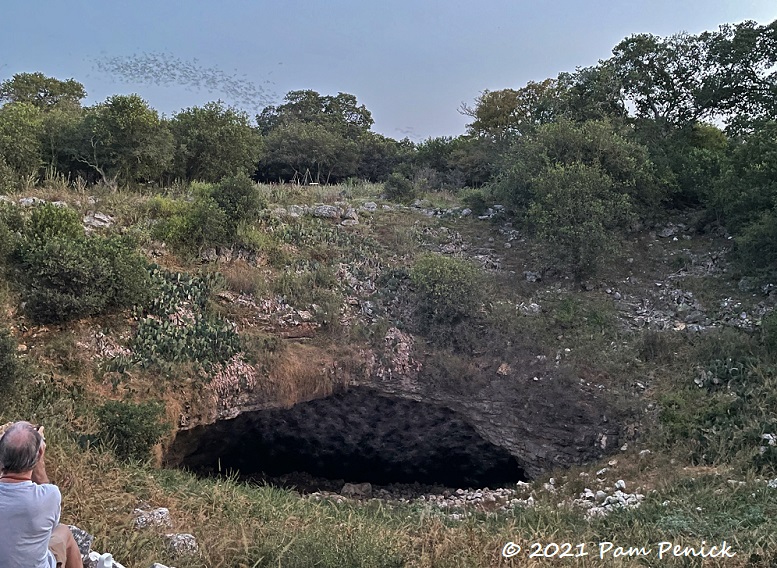 Going batty at Bracken Cave, where 20 million bats take flight