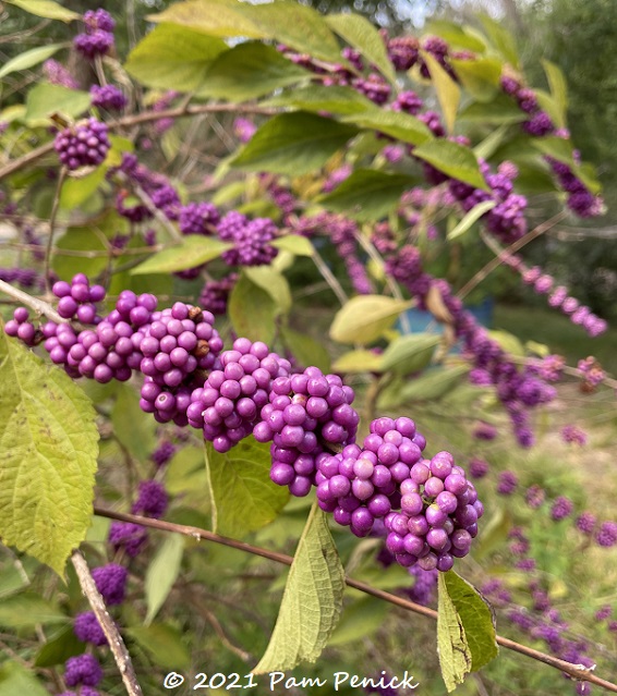 Early fall purples in Sheryl's garden