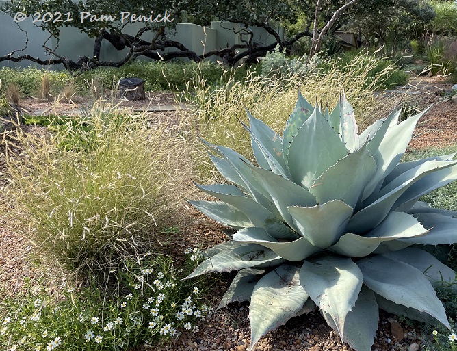 Garden design lessons from a Texas gravel garden