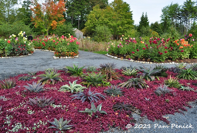 Rainbow of dahlias and mangaves wow at Coastal Maine Botanical Gardens