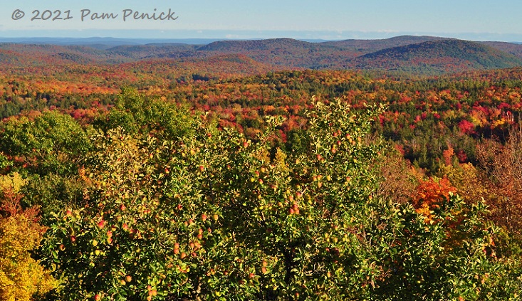 Vermont's Green Mountains blush orange and red in October