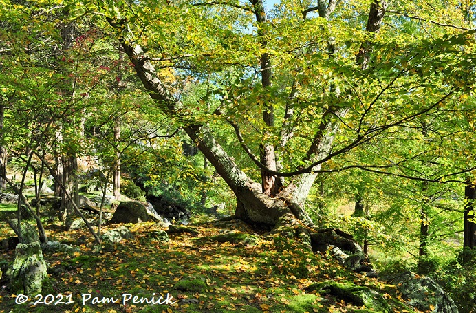 09 Multi trunked autumn tree – TodayHeadline
