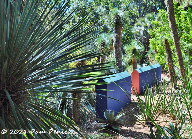 Yucca and palm fantasyland at John Fairey Garden