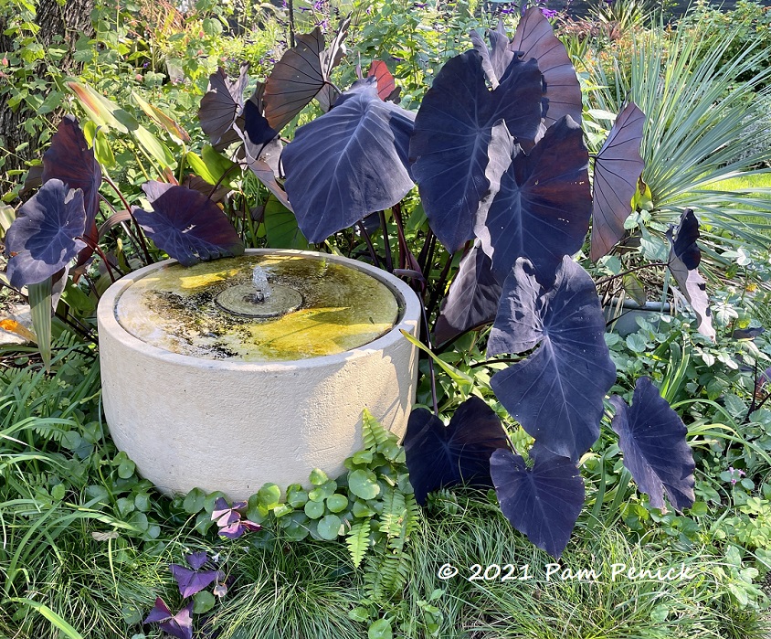 Water feature magic in Lori Daul's garden