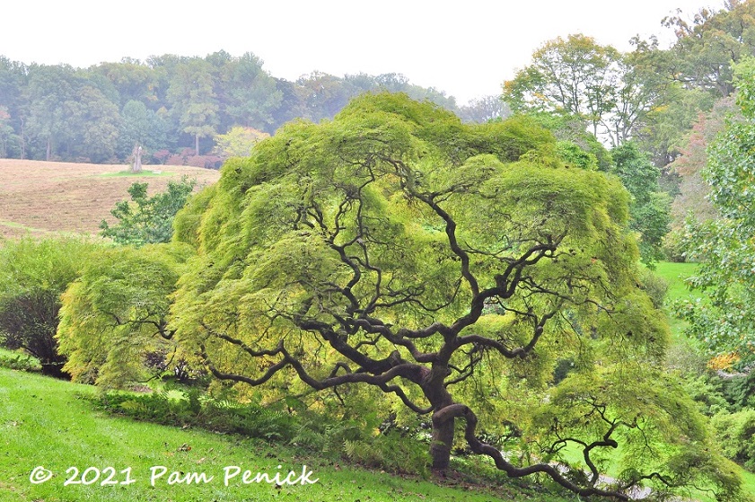 Grand trees and pastoral views at Winterthur, part 1