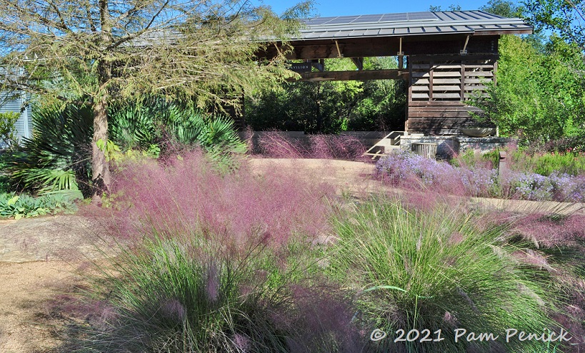 Autumn meadows and monarchs at Wildflower Center