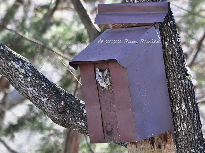 Screech owl visitor