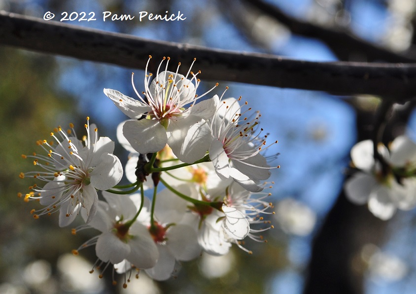 Comings and goings in the spring garden