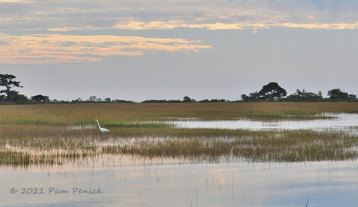 Wild ponies and birds on Chincoteague and Assateague Island