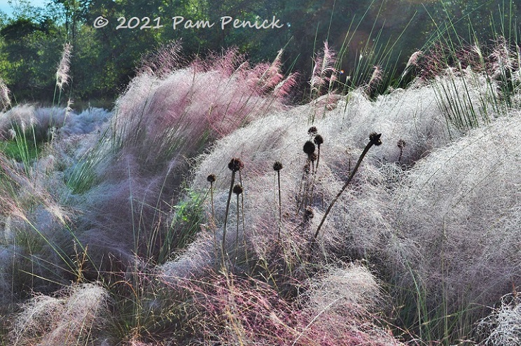 Piet Oudolf meadow in fall bloom at Delaware Botanic Gardens