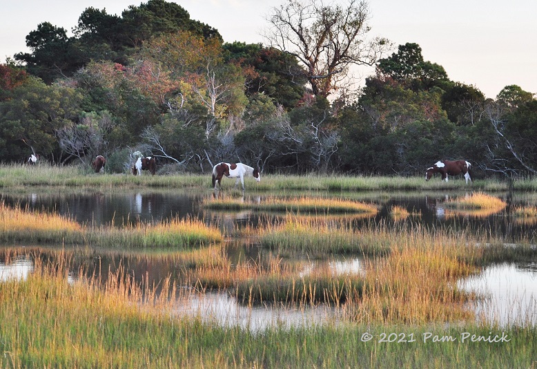 Wild ponies and birds on Chincoteague and Assateague Island