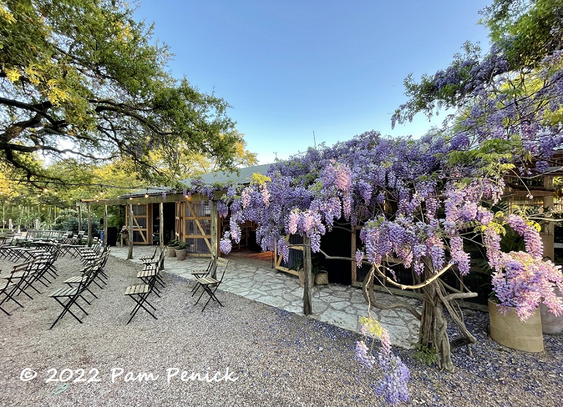 Wisteria-scented Garden Spark at Barton Springs Nursery