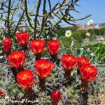 Wildflower Center abloom in early April