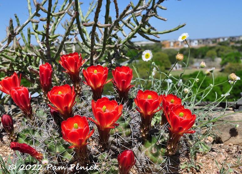 Wildflower Center abloom in early April