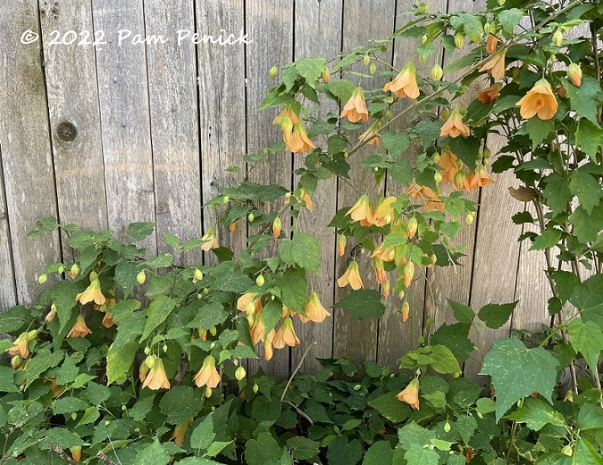 Spring glow-up in my Texas garden