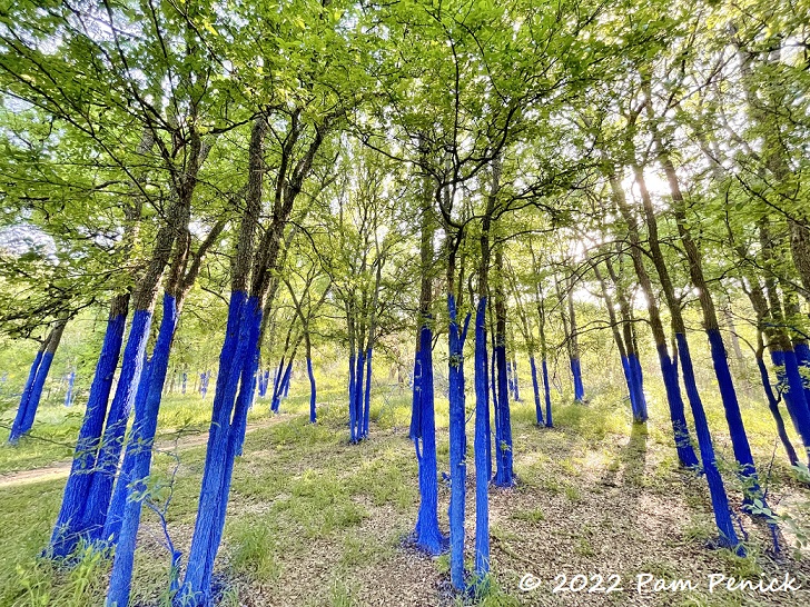Blue trees in Austin's Pease Park spotlight tree loss around the world