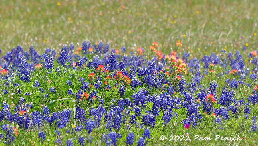 Fields of bluebonnet dreams