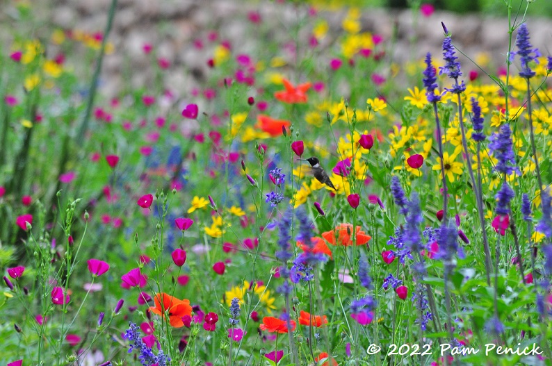 Wildflower-palooza at Ruthie Burrus Garden, part 1