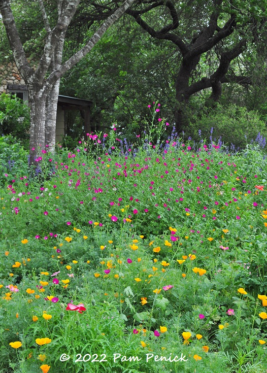 Wildflowers to Plant in Spring for a Summer Color Explosion in Your Yard