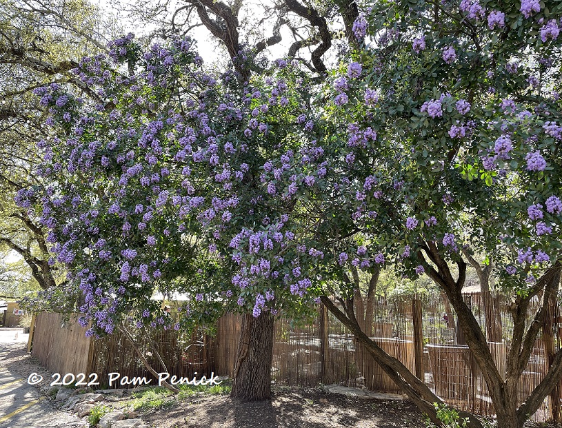 Texas mountain laurel bliss - and books! - at Barton Springs Nursery