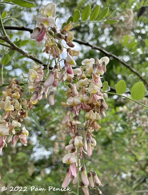 Eve's Necklace is a pretty small tree that is found on limestone soils. The  dark lustrous green leaves are borne in … | Habitat garden, Blooming trees,  Small trees