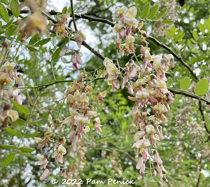 Bird, Bee, Butterfly & Bat Garden - The beautiful flowers of Eve's necklace  (Styphnolobium affine) | Facebook