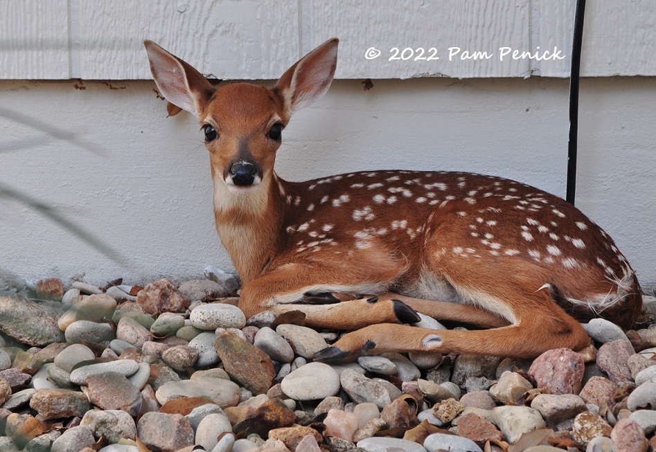 My garden is a fawn nursery