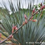 Spring in plant collector John Ignacio's garden