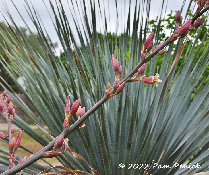 Spring in plant collector John Ignacio's garden