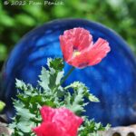 Poppies a-popping at Antique Rose Emporium, plus Round Top shopping