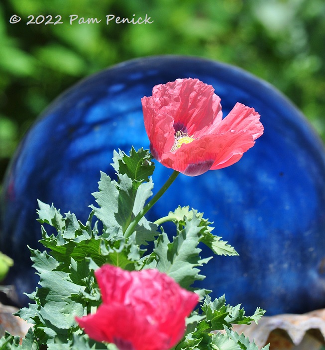 Poppies a-popping at Antique Rose Emporium, plus Round Top shopping