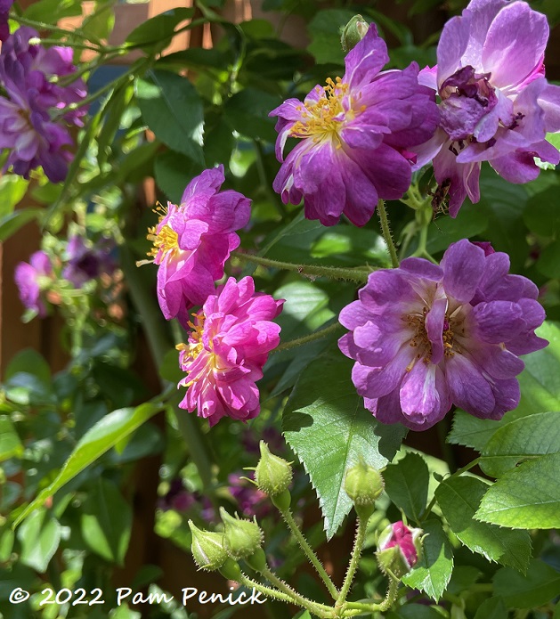 Purple roses – TodayHeadline