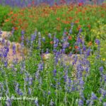 At the Wildflower Center with Jennifer Jewell