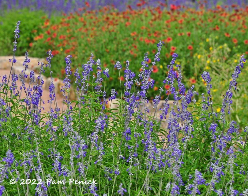 At the Wildflower Center with Jennifer Jewell