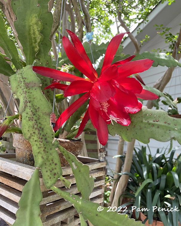 Red flower orchid cactus – TodayHeadline
